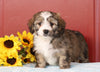 Mini Bernedoodle For Sale Sugarcreek, OH Female- Crista