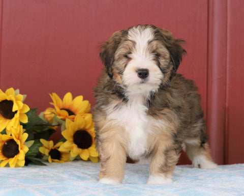Mini Bernedoodle For Sale Sugarcreek, OH Male- Carl