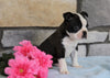 Boston Terrier For Sale Warsaw, OH Male- Tucker
