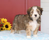 Mini Bernedoodle For Sale Sugarcreek, OH Male- Carl
