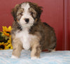 Mini Bernedoodle For Sale Sugarcreek, OH Male- Carl