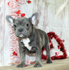 AKC French Bulldog For Sale Danville OH Female-Venesa CHRISTMAS SPECIAL