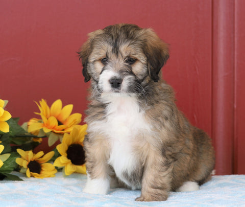 Mini Bernedoodle For Sale Sugarcreek, OH Female- Callie