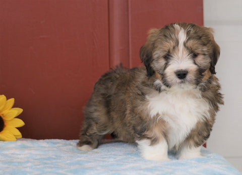 Mini Bernedoodle For Sale Sugarcreek, OH Male- Clyde