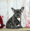 AKC French Bulldog For Sale Danville OH Female-Venesa CHRISTMAS SPECIAL