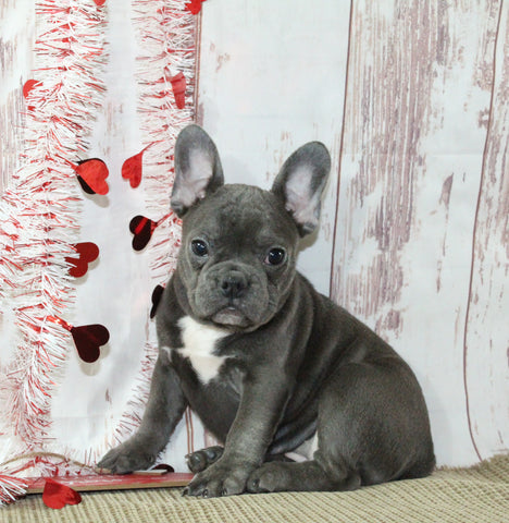 AKC French Bulldog For Sale Danville OH Female-Venesa CHRISTMAS SPECIAL