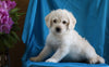 Mini Labradoodle For Sale Fredericksburg, OH Female- Bella