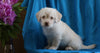Mini Labradoodle For Sale Fredericksburg, OH Female- Boni