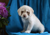 Mini Labradoodle For Sale Fredericksburg, OH Female- Beth