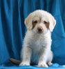 Mini Labradoodle For Sale Fredericksburg, OH Female- Beth