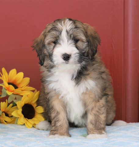 Mini Bernedoodle For Sale Sugarcreek, OH Female- Cocoa