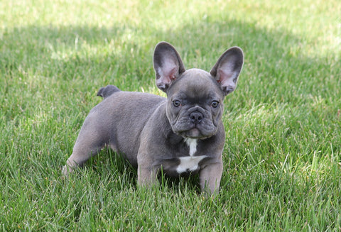 AKC Registered French Bulldog For Sale Millersburg, OH Male- Tarzan