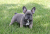 AKC Registered French Bulldog For Sale Millersburg, OH Male- Tarzan