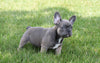 AKC Registered French Bulldog For Sale Millersburg, OH Male- Tarzan