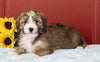 Mini Bernedoodle For Sale Sugarcreek, OH Female- Cocoa