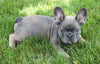AKC Registered French Bulldog For Sale Millersburg, OH Male- Tarzan