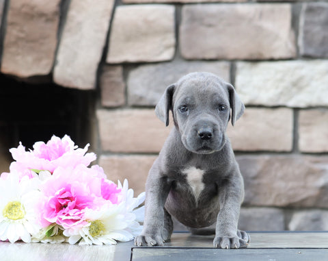 Great Dane For Sale Fredericksburg, OH Female- Macey