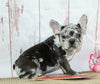 AKC Registered French Bulldog For Sale Danville OH Male-Visto CHRISTMAS SPECIAL