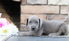 Great Dane For Sale Fredericksburg, OH Female- Macey
