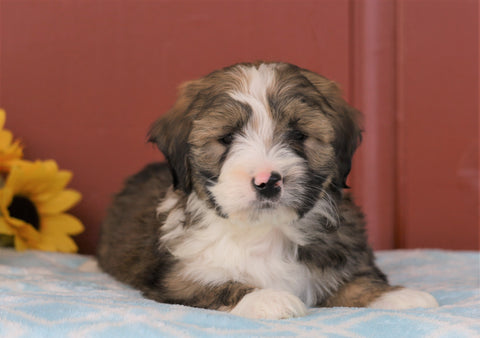 Mini Bernedoodle For Sale Sugarcreek, OH Male- Calvin