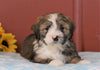 Mini Bernedoodle For Sale Sugarcreek, OH Male- Calvin