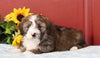 Mini Bernedoodle For Sale Sugarcreek, OH Male- Calvin