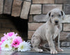 Great Dane For Sale Fredericksburg, OH Female- Missy