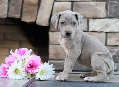 Great Dane For Sale Fredericksburg, OH Female- Missy