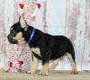 AKC Registered French Bulldog For Sale Danville OH Male-Vasko CHRISTMAS SPECIAL