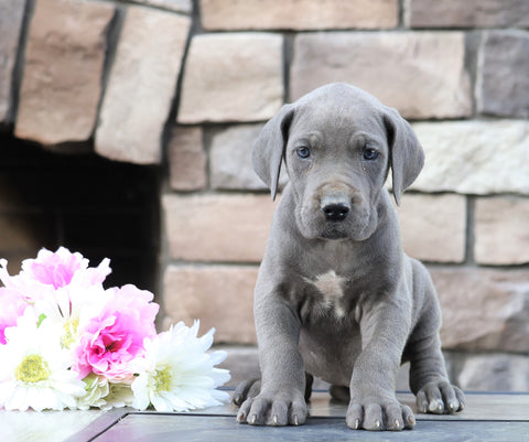 Great Dane For Sale Fredericksburg, OH Female- Mercedes