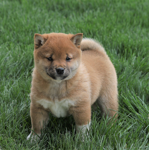 AKC Registered Shiba Inu For Sale Millersburg, OH Male- Tucker
