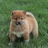 AKC Registered Shiba Inu For Sale Millersburg, OH Male- Tucker