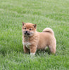 AKC Registered Shiba Inu For Sale Millersburg, OH Male- Tucker