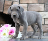 Great Dane For Sale Fredericksburg, OH Female- Mercedes