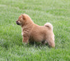 AKC Registered Shiba Inu For Sale Millersburg, OH Male- Tucker