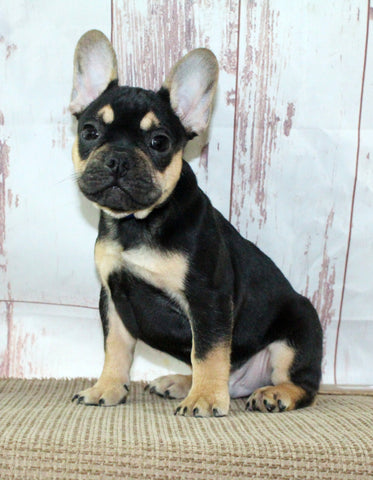 AKC Registered French Bulldog For Sale Danville OH Male-Vasko CHRISTMAS SPECIAL