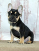 AKC Registered French Bulldog For Sale Danville OH Male-Vasko CHRISTMAS SPECIAL