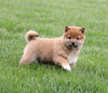 AKC Registered Shiba Inu For Sale Millersburg, OH Male- Tucker