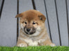 AKC Registered Shiba Inu For Sale Millersburg, OH Female- Sadie