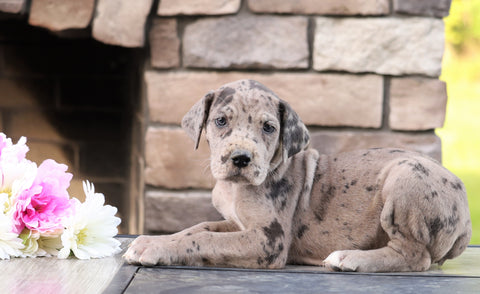 Great Dane For Sale Fredericksburg, OH Female- Mia