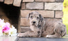 Great Dane For Sale Fredericksburg, OH Female- Mia
