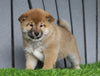 AKC Registered Shiba Inu For Sale Millersburg, OH Female- Sadie