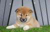 AKC Registered Shiba Inu For Sale Millersburg, OH Female- Sally