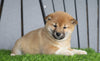 AKC Registered Shiba Inu For Sale Millersburg, OH Female- Sally