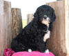 Mini Goldendoodle For Sale Millersburg, OH Male- Brady