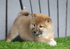 AKC Registered Shiba Inu For Sale Millersburg, OH Female- Suzie