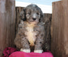 Mini Goldendoodle For Sale Millersburg, OH Male- Boots