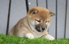 AKC Registered Shiba Inu For Sale Millersburg, OH Female- Suzie