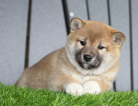 AKC Registered Shiba Inu For Sale Millersburg, OH Female- Suzie