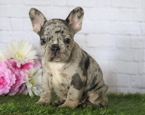 AKC Registered French Bulldog For Sale Millersburg, OH Female- Oreo